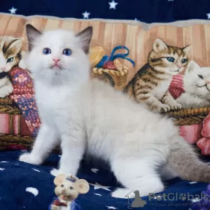 Photo №1. ragdoll - for sale in the city of Prague | negotiated | Announcement № 106485