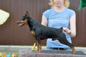 Photo №1. Mating service - breed: miniature pinscher. Price - Negotiated