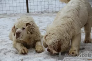 Photo №2 to announcement № 9694 for the sale of clumber spaniel - buy in Russian Federation breeder