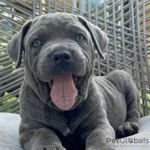 Photo №1. american pit bull terrier - for sale in the city of Los Angeles | negotiated | Announcement № 105965