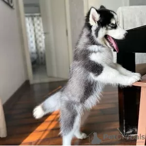 Additional photos: Siberian Husky for Sale