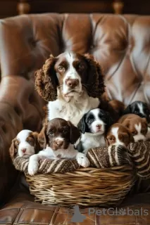 Photo №1. welsh springer spaniel - for sale in the city of Mannheim | 100$ | Announcement № 129617