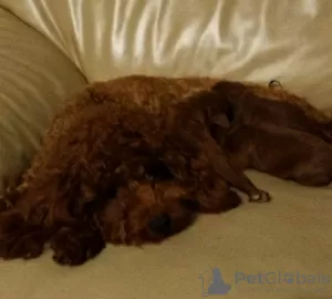 Additional photos: Red brown toy poodle