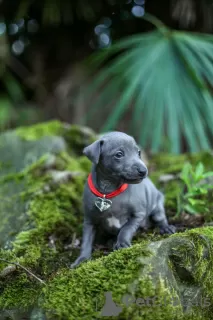 Photo №4. I will sell italian greyhound in the city of Sochi. from nursery, breeder - price - negotiated