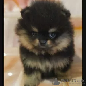 Additional photos: Pomeranian puppies for sale