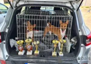 Additional photos: Basenji puppies