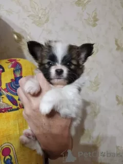 Additional photos: Papillon puppy boy