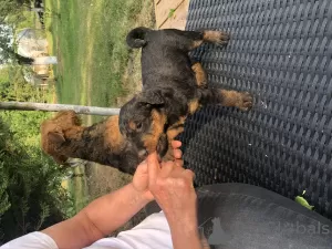 Additional photos: Airedale terrier pupies for sell