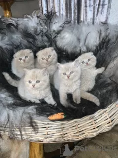 Additional photos: Quality Scottish Fold Kittens