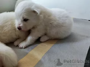 Additional photos: Samoyed, PREMIUM puppies