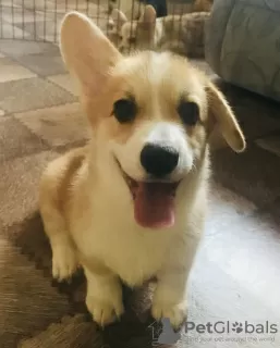 Photo №3. Welsh Corgi pembroke, puppies. Russian Federation