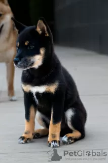 Additional photos: Black Shiba Inu Puppy (rare color)