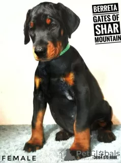 Photo №3. doberman puppies. Russian Federation