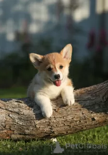 Additional photos: Welsh Corgi Pembroke puppies