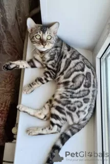 Photo №2 to announcement № 40033 for the sale of bengal cat - buy in Belarus from nursery, breeder