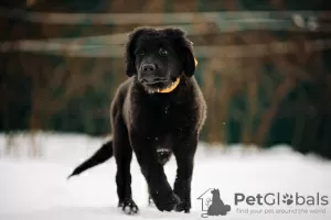 Photo №2 to announcement № 37072 for the sale of buryat-mongolian wolfhound - buy in Russian Federation from nursery, breeder