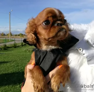 Photo №2 to announcement № 21302 for the sale of cavalier king charles spaniel - buy in Estonia from nursery