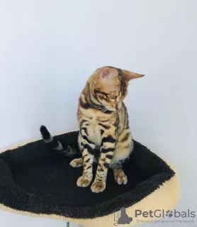 Additional photos: Bengal cat