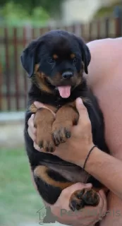 Photo №3. rottweiler. Serbia