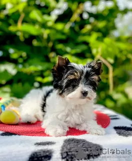 Photo №1. beaver yorkshire terrier - for sale in the city of Bobruisk | negotiated | Announcement № 107223