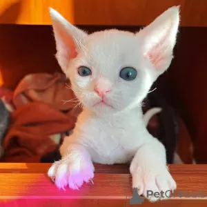 Photo №1. devon rex - for sale in the city of Baranovichi | 491$ | Announcement № 56931