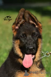 Photo №2 to announcement № 9671 for the sale of german shepherd - buy in Ukraine from nursery, breeder