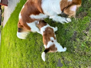 Photo №4. I will sell kooikerhondje in the city of Augustów. breeder - price - 1479$