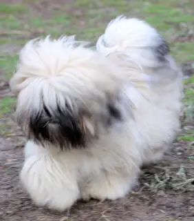 Additional photos: Promising Lhasa Apso baby