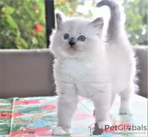 Photo №1. ragdoll - for sale in the city of Riyadh | 1$ | Announcement № 11467