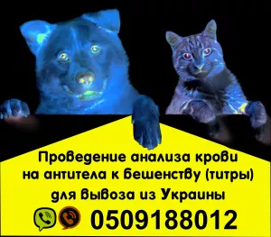 Photo №1. Veterinarian Services in the city of Zaporizhia. Price - Negotiated. Announcement № 5117