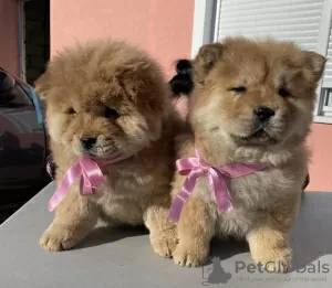 Additional photos: Chow Chow puppies