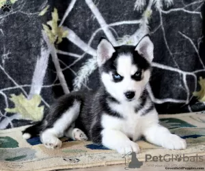 Photo №1. siberian husky - for sale in the city of Даллас | 330$ | Announcement № 45897