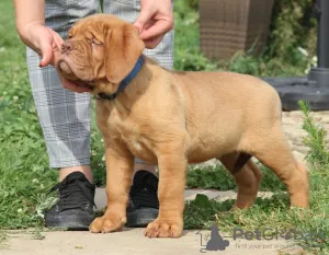 Photo №1. dogue de bordeaux - for sale in the city of Minsk | 1000$ | Announcement № 7800