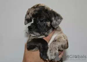 Photo №3. EXOTIC French Bulldog puppies. Serbia