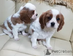 Photo №1. cavalier king charles spaniel - for sale in the city of Munich | negotiated | Announcement № 43183