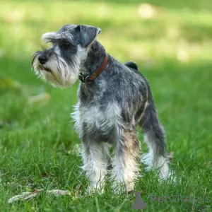 Additional photos: Miniature Schnauzer puppies