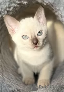 Photo №4. I will sell tonkinese cat in the city of Riga. from nursery - price - 1057$