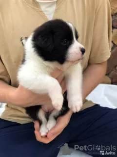 Photo №1. border collie - for sale in the city of Samara | 1012$ | Announcement № 11330