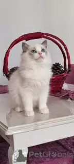 Additional photos: Ragdoll kittens for sale