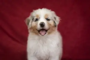 Photo №3. Australian Shepherd. Puppies. Russian Federation