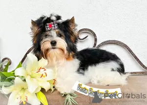 Photo №3. Biewer Yorkshire Terrier. Belarus