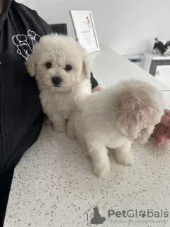 Additional photos: Kc Registered Bichon Frise Pups