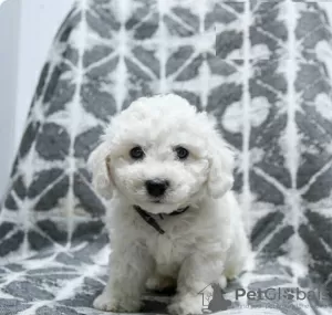 Photo №2 to announcement № 103922 for the sale of bichon frise - buy in Cyprus from the shelter, breeder