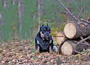 Photo №3. American bully. Russian Federation