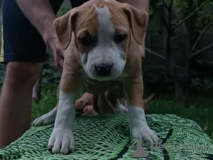 Photo №3. AST puppies for sale. Kyrgyzstan