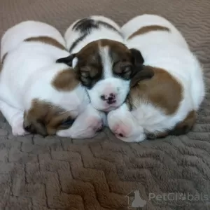 Photo №3. Jack Russell Terrier puppies. Russian Federation