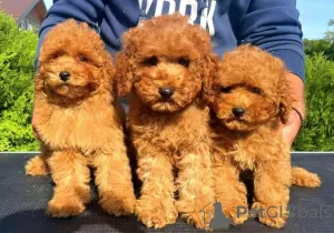 Additional photos: Poodle puppies