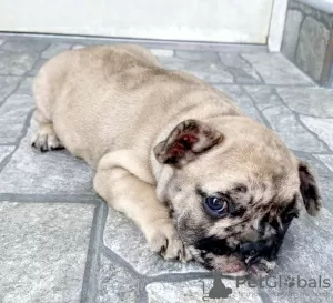 Photo №1. french bulldog - for sale in the city of Prokuplje | negotiated | Announcement № 113032