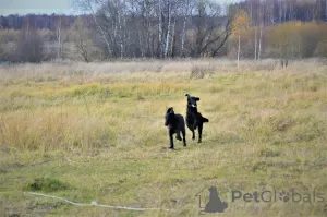 Additional photos: Straight Coated Retriever Puppy