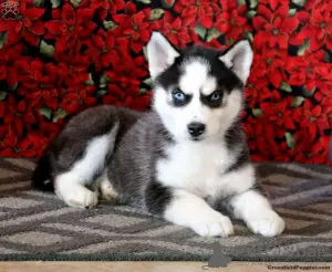 Additional photos: Black and White Siberian Husky for sale Sell